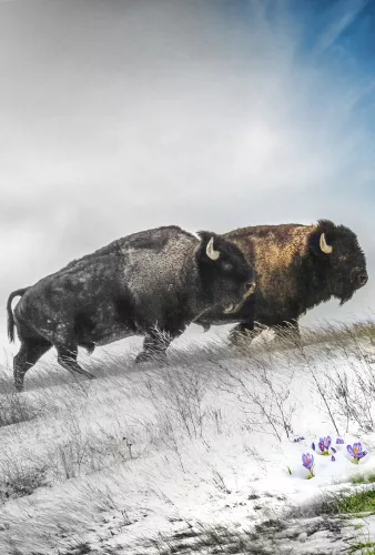 Le Retour du bison